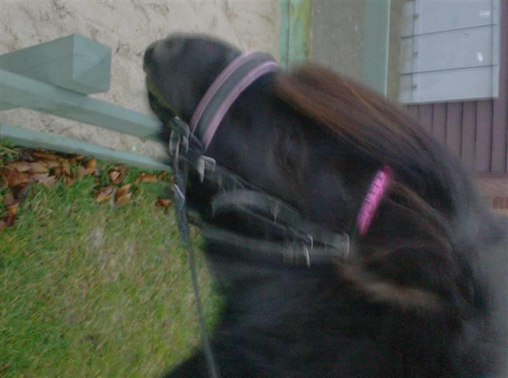 Shetlænder | *<3stella<3*| *solgt* - hvis jeg vender sådan her resten af dagene, skal det der æbletræ her over... hihi XD billede 18