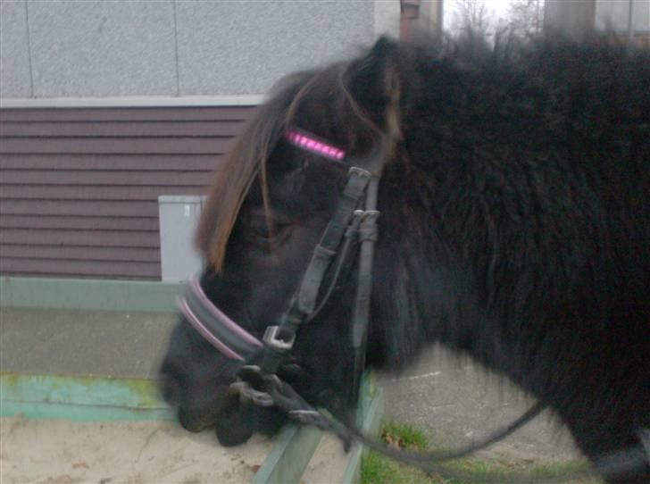 Shetlænder | *<3stella<3*| *solgt* - det var da meget bedere;) men... hvordan skal jeg nu gribe æblerne? :S XD billede 19