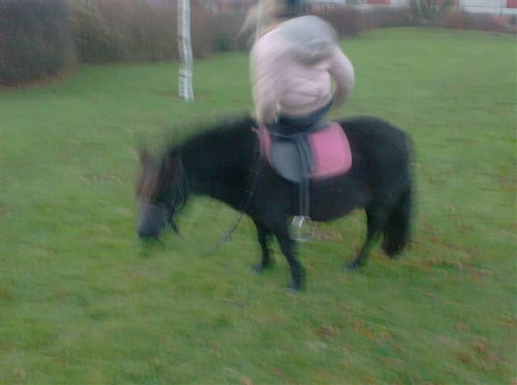 Shetlænder | *<3stella<3*| *solgt* - nå ditte, du skal vist blære dig? XD (undskyld kvali på billedet (:) billede 20