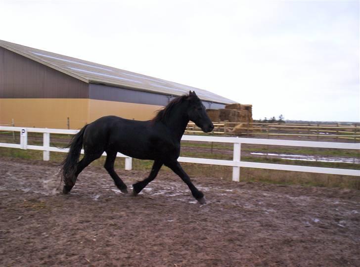 Frieser Sulveren - SOLGT - Fri trav.. billede 5