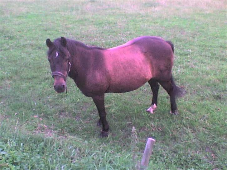 Anden særlig race Mirka Belinda R.I.P billede 2
