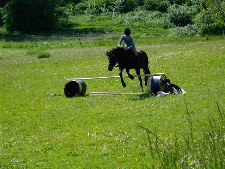 Anden særlig race Mirka Belinda R.I.P billede 3