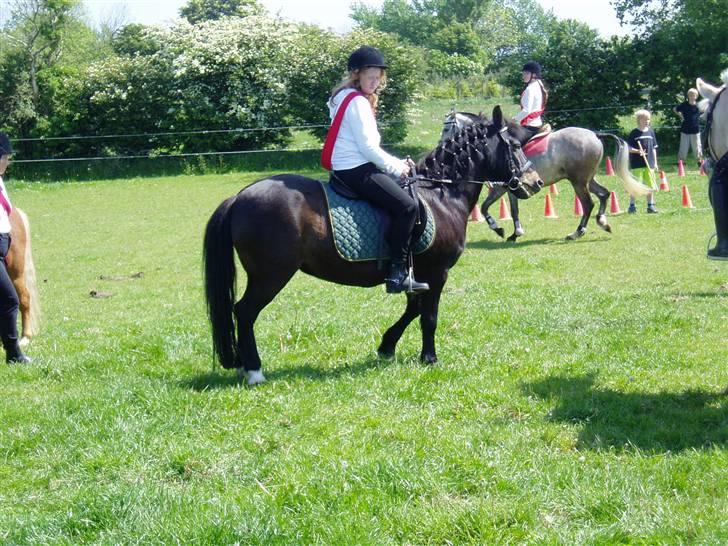 Anden særlig race Mirka Belinda R.I.P billede 4