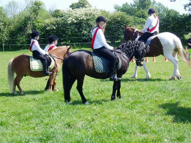 Anden særlig race Mirka Belinda R.I.P billede 5