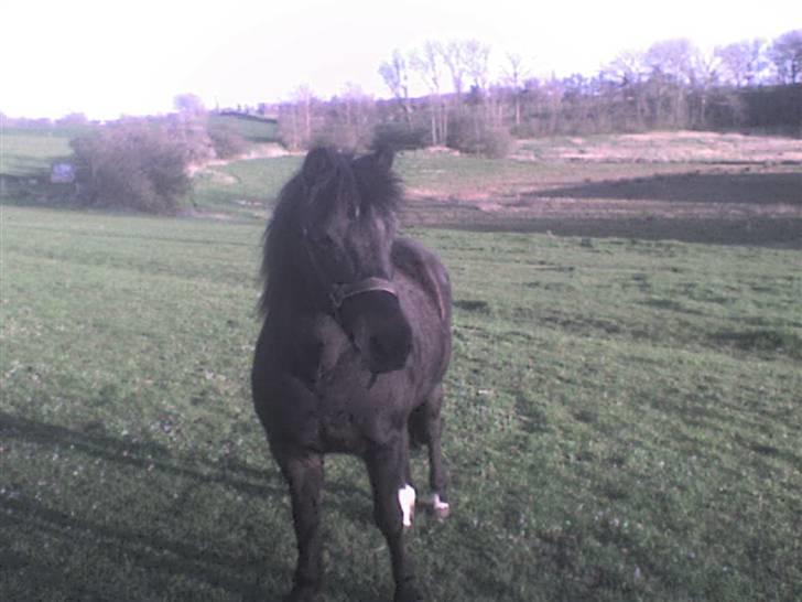 Anden særlig race Mirka Belinda R.I.P billede 6