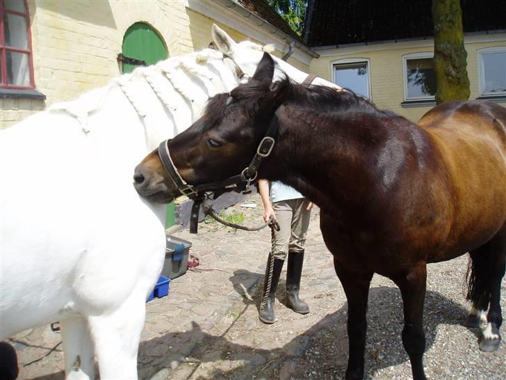 Anden særlig race Mirka Belinda R.I.P billede 9