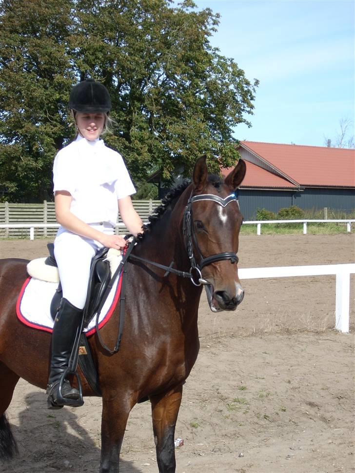 Anden særlig race Sally (solgt) - efter trøstefinalen til Danske Bank Cup Finalen:) hun var rigtig god, men dommeren kunne ikke lide spring rytter og spring ponyer:( billede 15