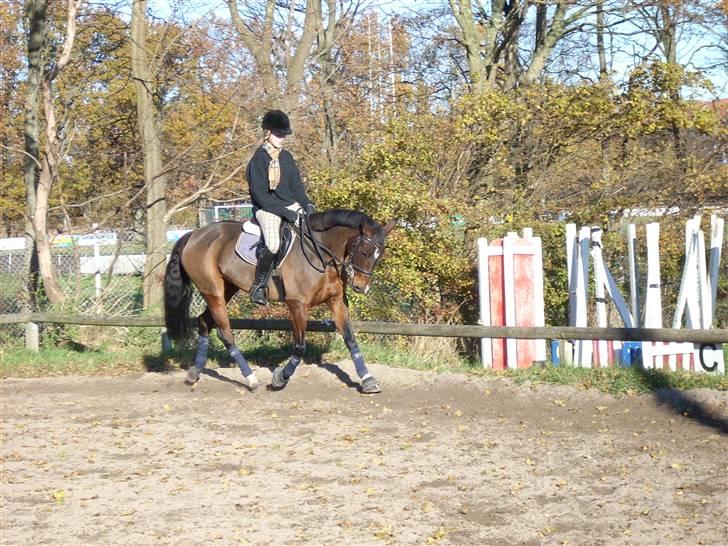 Anden særlig race Sally (solgt) - Savner dig sådan<3 fik aldrig sagt ordenligt farvel:,( billede 17