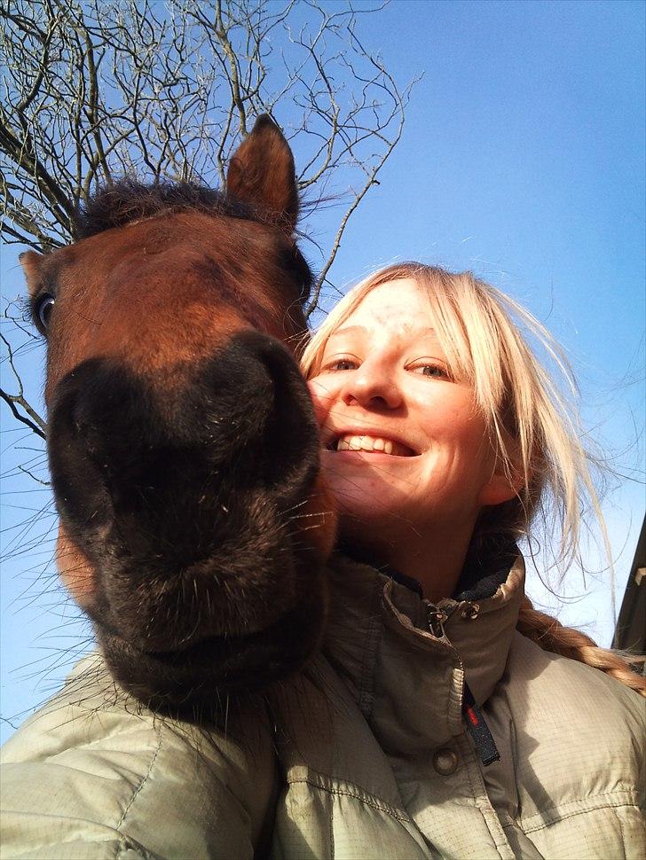 Dansk Varmblod Kongejordens Cardiff - Stævnedebut billede 1