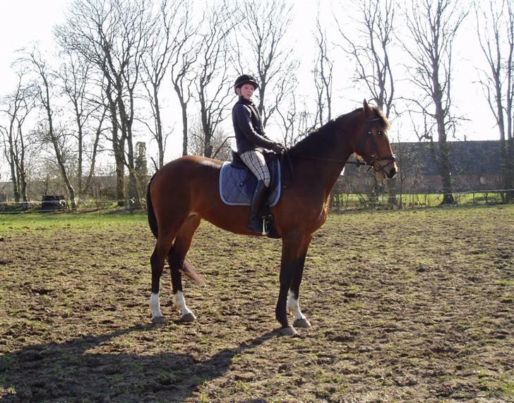 Dansk Varmblod Kongejordens Cardiff - Cardiff og jeg billede 7