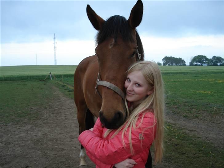 Dansk Varmblod Kongejordens Cardiff - Foldhygge billede 8