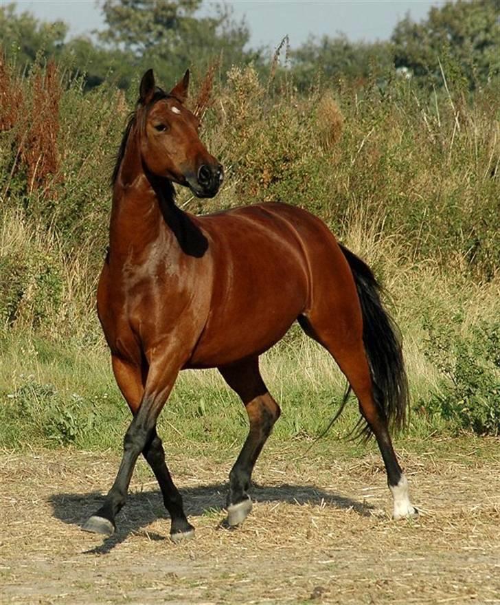 Anden særlig race Ofelia RIP - Jani Pedersen billede 1