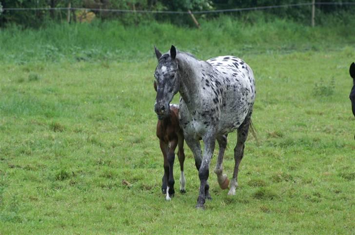 Knabstrupper Athena' R.I.P /'; - athena o Føllet, Thea. dagen efter hun var blevt født. billede 2