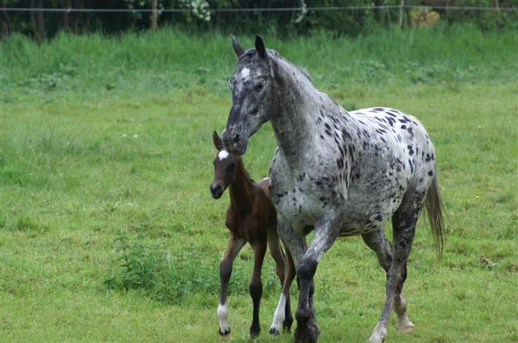 Knabstrupper Athena' R.I.P /'; - den elsker simpelhen at løbe rundt . billede 4