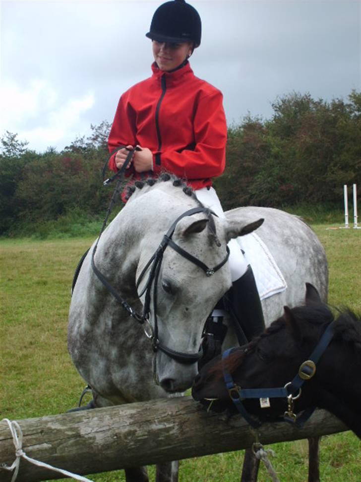 Arabisk fuldblod (OX) C.A ibn Lashkar ox - til stævne fandt han lige en sød lille makker der hedder mulan :) billede 11