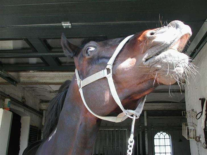 Traver | Teddy Hastrup R.I.P :'( - #17 billede 12