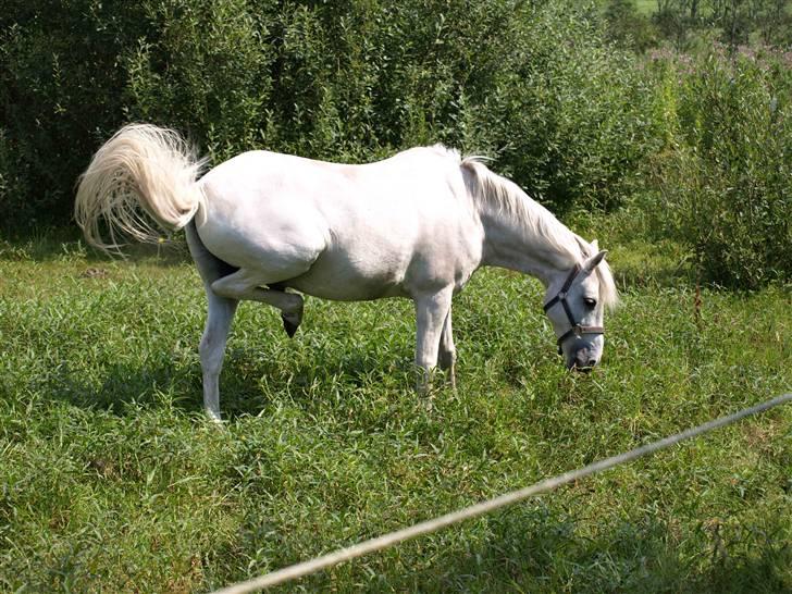 Anden særlig race Silver Picasso*A pony* - See hvor højt jeg kan løfte mine bagben :b billede 13