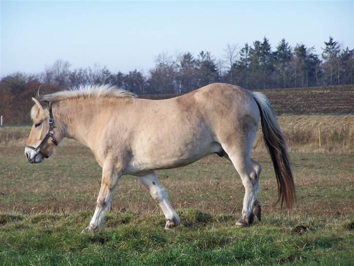 Fjordhest Felix -solgt - Ja, helt harmonisk er man nu ikke i voksealdren ;) billede 12