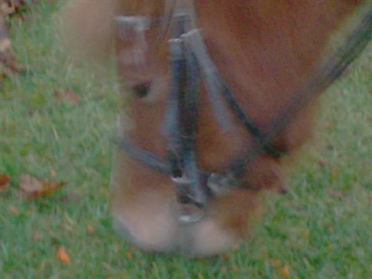 Anden særlig race chili *+min bvs ponze;)+* - uha, jeg kan slet ikke få nok XD har vi et billed jeg ikke spiser på XD (undskyld kvali) billede 5