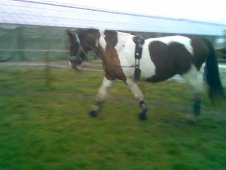 Pinto Horsebjerg Fleur billede 10