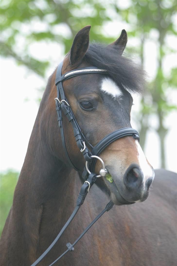 New Forest Birkilds Fortuna - Fortuna 2 års billede 6