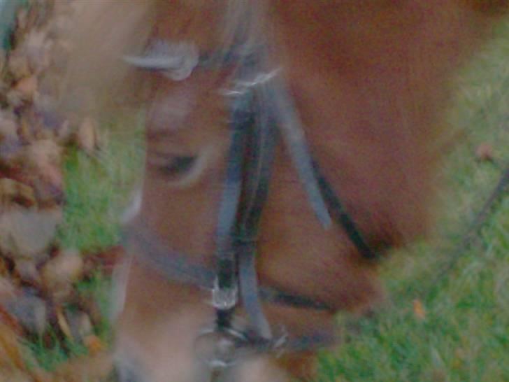 Anden særlig race chili *+min bvs ponze;)+* - jeg kniber øjnene stille i, og drømmer.... kaniner, lavet af chokolade.... GUF!... (undskyld kvali) billede 8