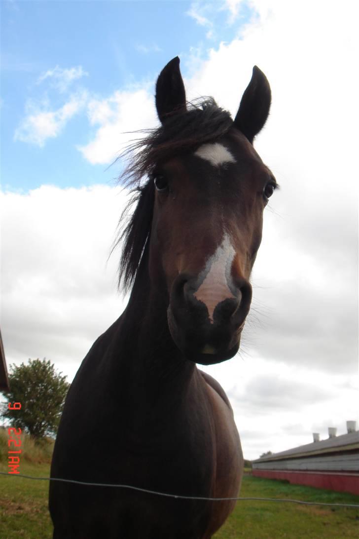 New Forest Birkilds Fortuna - dressur i asp billede 7