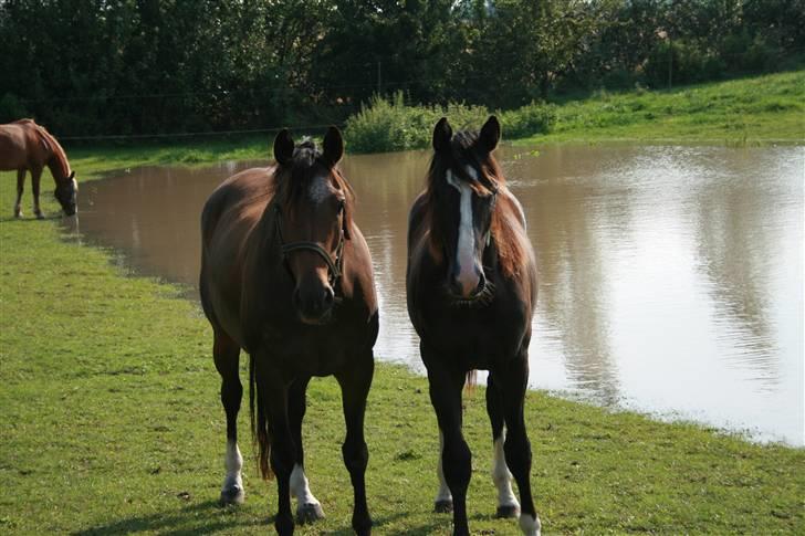 Trakehner Hillary *R.I.P* - © Loús Foto billede 19