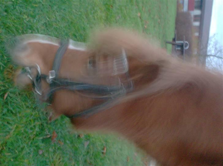 Anden særlig race chili *+min bvs ponze;)+* - jeg er blevet majestetisk! buk for din herre! XD (undskyld kvali men syntes at billedet var godt XD) billede 11