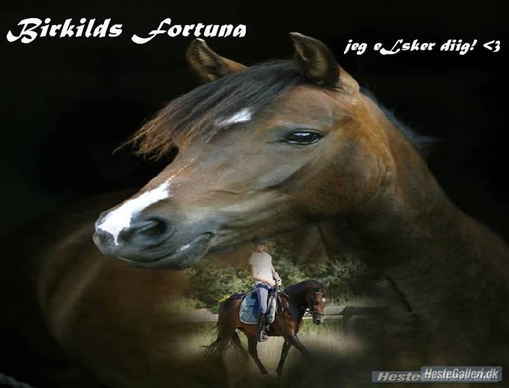 New Forest Birkilds Fortuna billede 8
