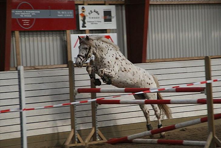 Knabstrupper Plet - Glade Plet kan skam også springe;D(fotograf sanne)  billede 12