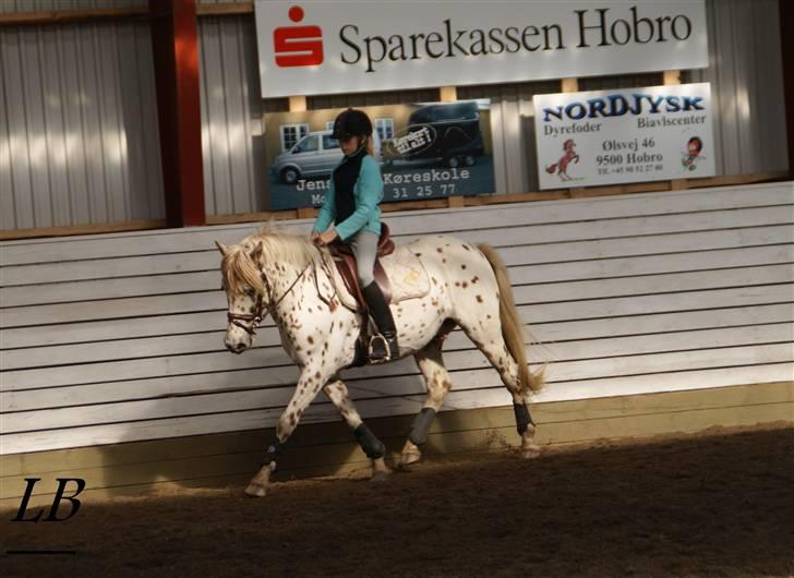 Knabstrupper Plet - Super dressur pony<3(Fotograf: Line) billede 19