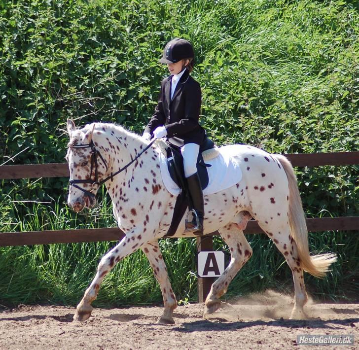 Knabstrupper Plet - Stævne på VAS (Fotograf: Kent) billede 14