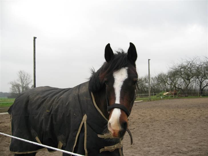 DSP Lintrupgaards FabianSolgt - Fabian! billede 2