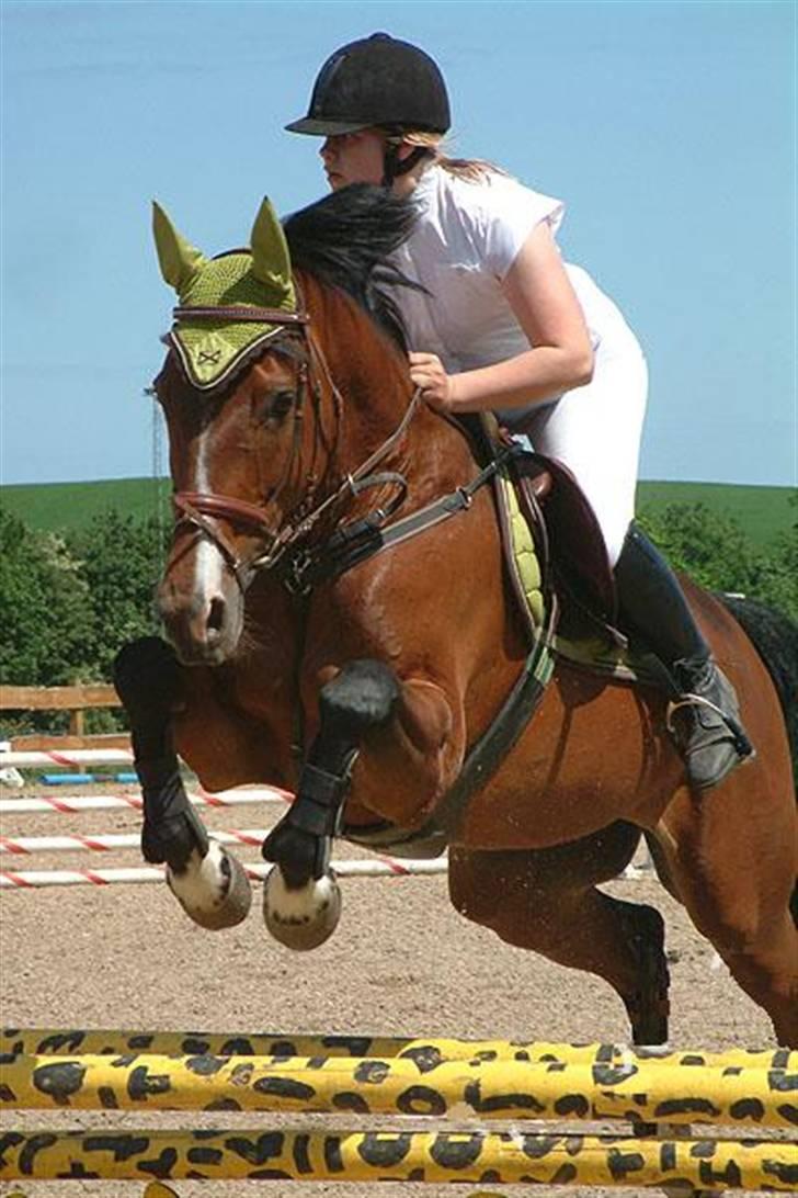 Dansk Varmblod - **Sunny Girl <3 Solgt  - Klub stævne i Hylke og Omegns rideklub D. 3 Juni 2007, LB -1 plads billede 1