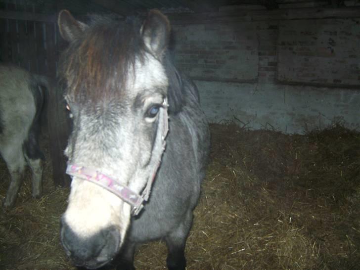Welsh Pony (sec B) Jasmin *R.I.P* billede 1