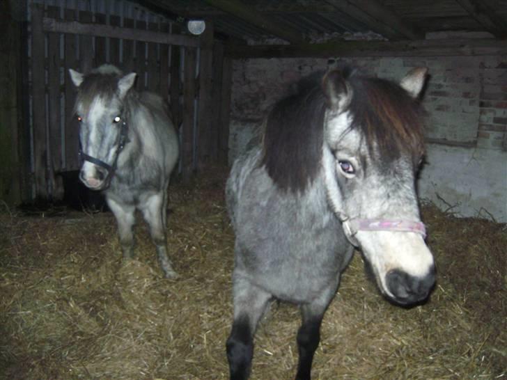 Welsh Pony (sec B) Jasmin *R.I.P* billede 2