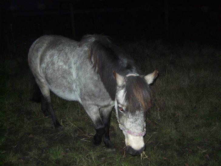 Welsh Pony (sec B) Jasmin *R.I.P* billede 3