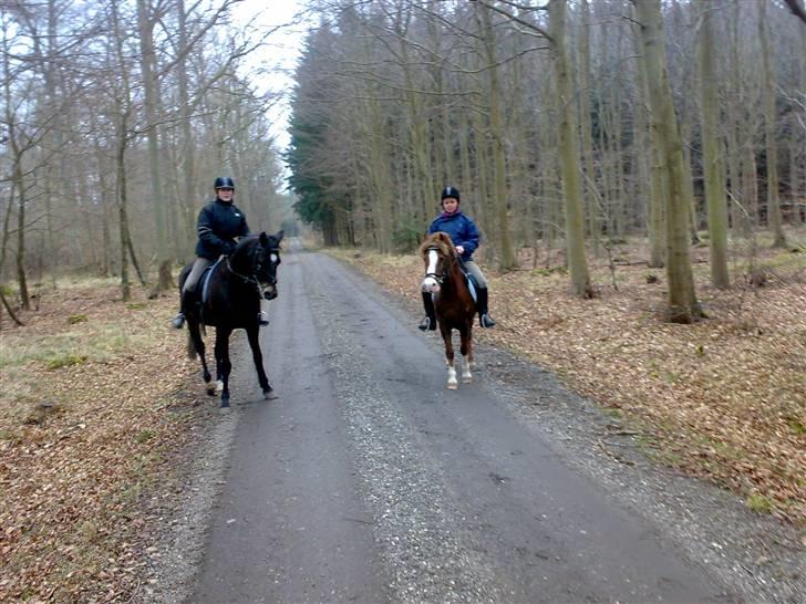 Welsh Mountain (sec A) - Jonathan  - Nicole på Mulle og Jonathan med mig. Foto: Maria Willems. billede 13