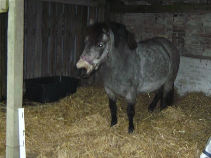 Welsh Pony (sec B) Jasmin *R.I.P* billede 4