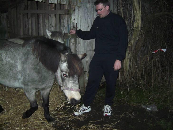 Welsh Pony (sec B) Jasmin *R.I.P* billede 5