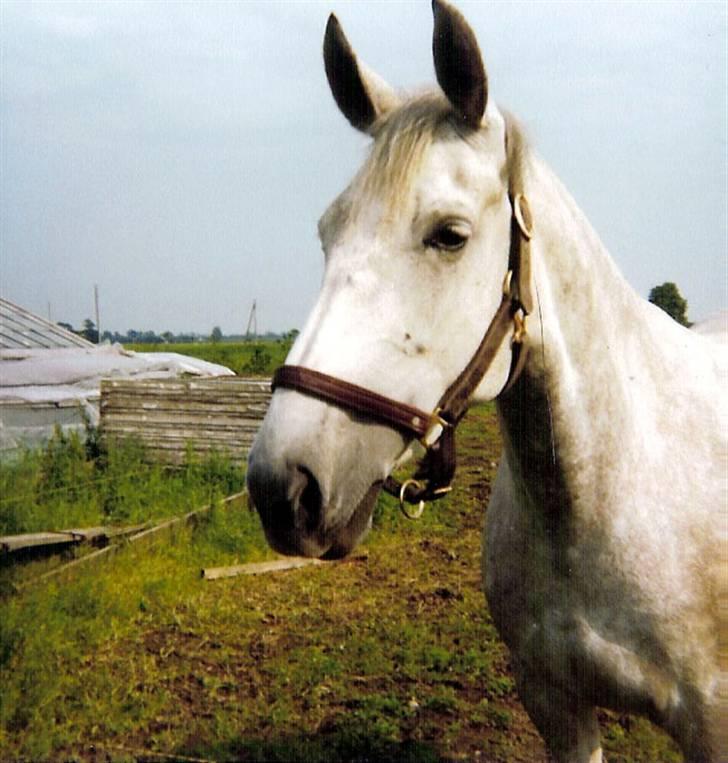 Anden særlig race Musse - Musse billede 1