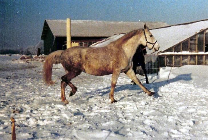Anden særlig race Musse - Musse billede 2