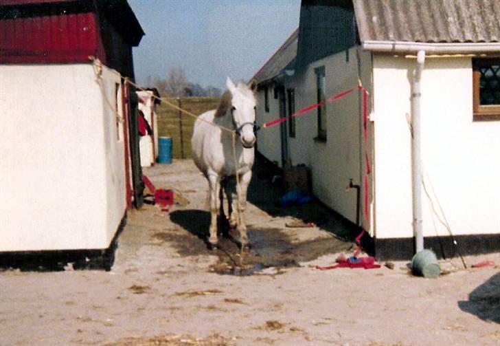 Anden særlig race Musse - Musse i 1982 hjemme på gården billede 3
