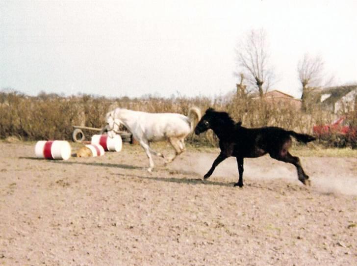 Anden særlig race Musse - Musse og Picasso billede 5