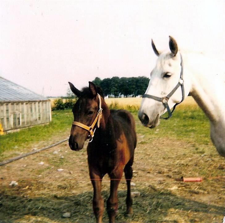 Anden særlig race Musse - Musse og Picasso i 1981. billede 6