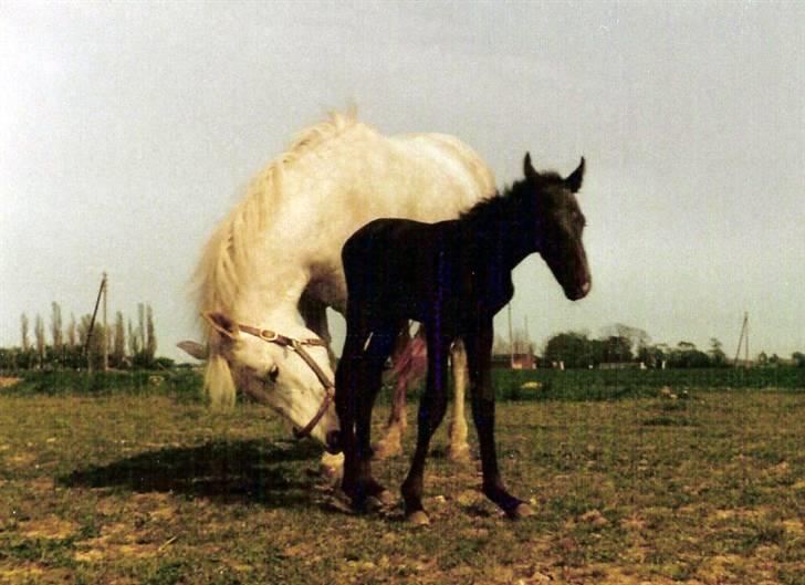 Anden særlig race Musse - Musse og Picasso i 1981. billede 7