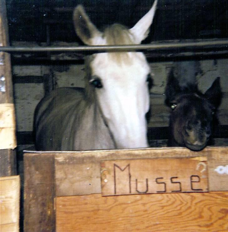 Anden særlig race Musse - Musse og Picasso i 1981. billede 8