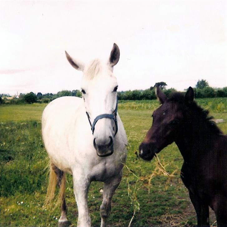 Anden særlig race Musse - Musse og Picasso i 1981. billede 9