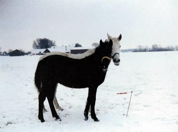 Anden særlig race Musse - Musse og Picasso i 1981. billede 10